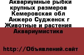 Аквариумные рыбки крупных размеров - Кемеровская обл., Анжеро-Судженск г. Животные и растения » Аквариумистика   